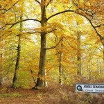 Forêt domaniale de Compiègne