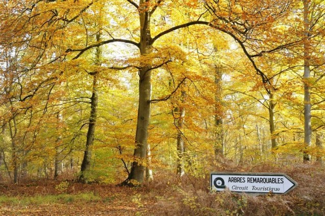 Forêt domaniale de Compiègne