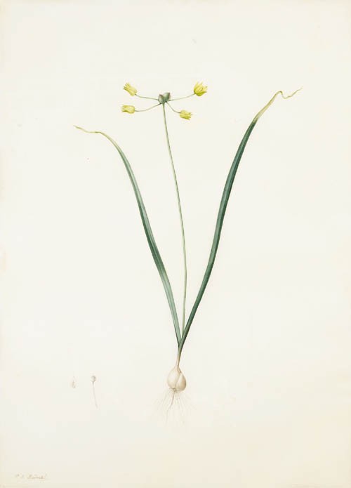 Ail à fleurs de scorsonère