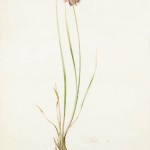 Ail feuillé