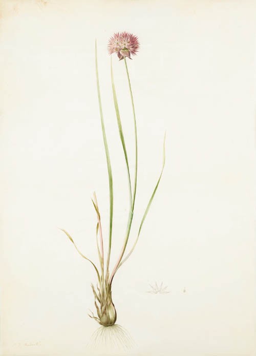 Ail feuillé