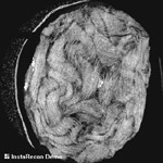 Vue en coupe du rouleau par scanner (c)VisCenter, University of Kentucky, Lexington