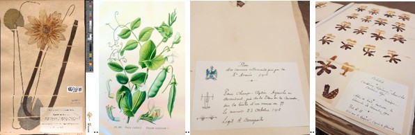 Planche de Nymphea de l’herbier Bonaparte : une plante sèche fixée à l’aide de bandelettes sur un papier d’attache et portant une étiquette indiquant au minimum date et lieu de récolte, sans laquelle le spécimen perd sa valeur scientifique. On trouve de nombreuses planches illustrées à l’intérieur de l’herbier Bonaparte en début de chemise d’espèces, comme cette planche sur le petit-pois. Étiquette d’une planche d’herbier de graminée récoltée en 1918 par Roland aux Champs-Elysées « sur la bêche d’un canon de 77 ». Planche d’herbier réalisée à partir d’orchidées présentes dans une corbeille de Noël et récoltées par Roland le 30 décembre 1900.