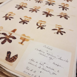 Prince Bonaparte’s Herbarium