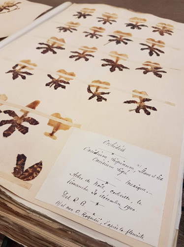 Prince Bonaparte’s Herbarium