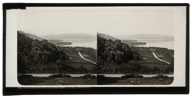 4654-Le Saule de Sainte Hélène planté par le général Gourgaud à Arenenberg © Musée Napoléon de Thurgovie