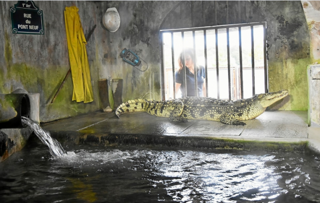 Éléanore le Crocodile © Telegramme.fr