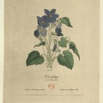 « Violettes du 20 mars 1815 »