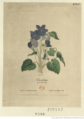 « Violettes du 20 mars 1815 »